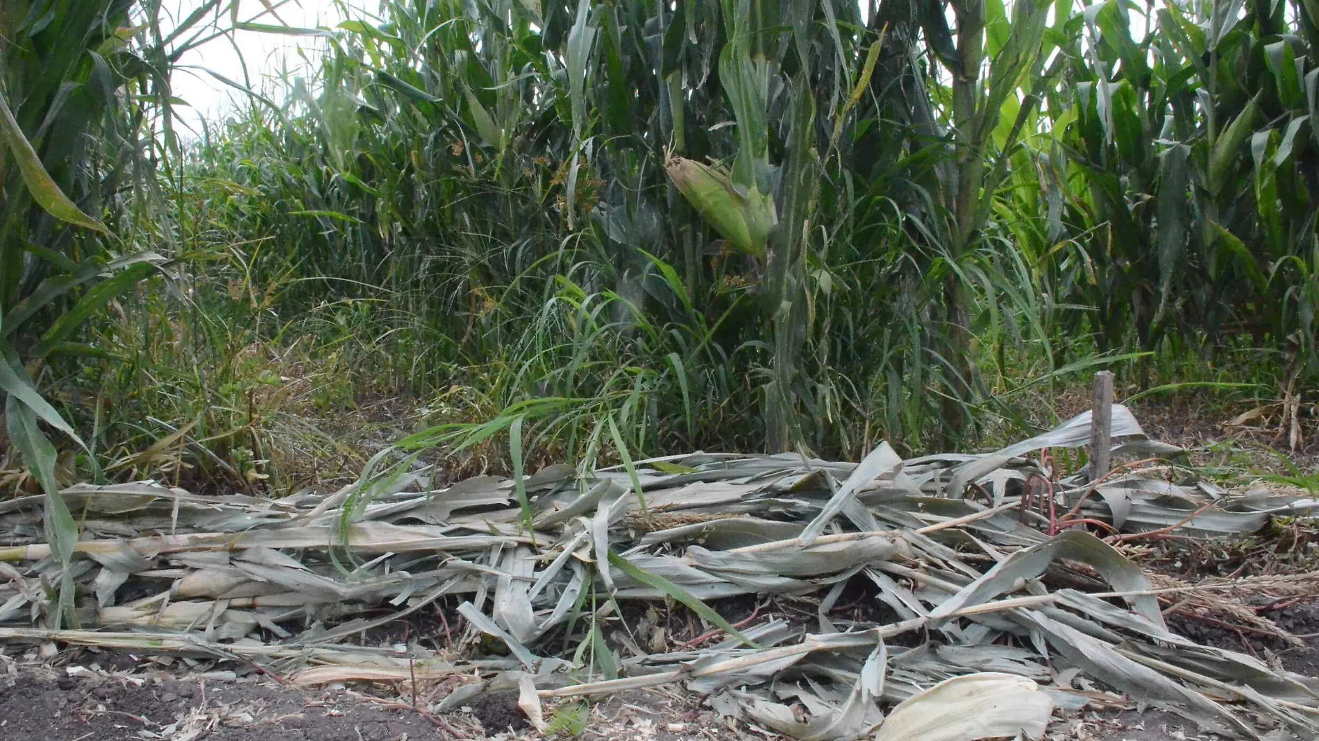 Nuevo recorte al presupuesto del campo por parte del Gobierno Federal afectar_ al sector.